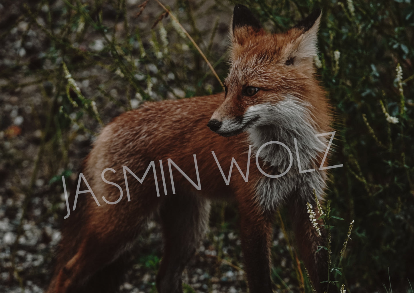 Kanada - Yukon - The Observer